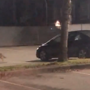 Video Captures Rare Moment A Cat Chases Away A Coyote