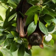 Why The Disappearance Of North American Bats Could Mean Disaster For Humans