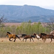 Wild Horses Bring Traffic To A Halt In New Mexico