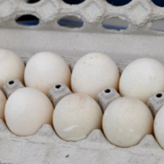 Woman Brings Eggs Home From The Grocery Store And Hatches A Duckling