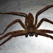 Woman Finds Giant Huntsman Spider In Her Car While Speeding