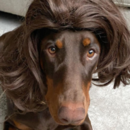 10 Dogs Wearing Wigs