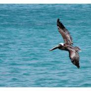 32 Pelicans Mutilated In Southern California: “Someone is intentionally breaking Brown Pelican’s wings.”