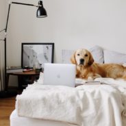 5 Ways To Celebrate Take Your Dog To Work Day While Working At Home