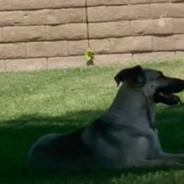 Abandoned German Shepherd Waits For Her Owners To Come Back