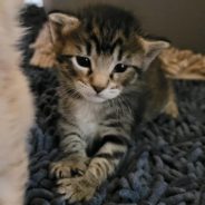 Baby Kitten Reunited With Mother Weeks After Being Stolen From Shelter