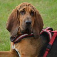 Bloodhound K-9 Sniffs Out Missing 6-Year-Old Girl And Her Abductor