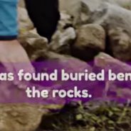 Border Collie Found Buried Alive Under Pile Of Rocks Gets Adopted By Rescuer