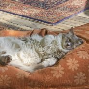 Cat Sleeping Positions And What They Mean