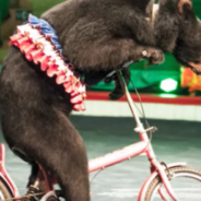 Circus Bears In Vietnam Finally Retire To A Life Of Freedom