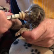 Clock Is Ticking As Rescuers Race To Save Orphaned Kittens