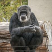 Cobby, Oldest Male Chimpanzee In US, Dies At Age 63