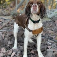 Conservation Officer and Internet Community Come Together to Help Man Rescue His Dog from a Ledge