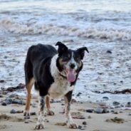 Couple Teaches Deaf Sheepdog Sign Language So She Can Return To The Job She Loves