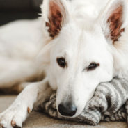 Deaf And Blind Dog Reunited With Her Grandpa After A Year Apart