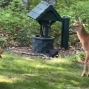 Deer Develops Friendship With A Golden Retriever Who Was Protecting The Yard