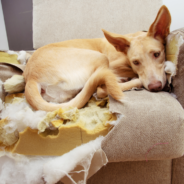 Destructive Chewing: Why It Happens And What You Can Do To Help Your Pup