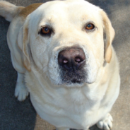 Dog Caught Digging In The Yard Pretends He’s Innocent