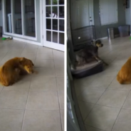 Dog Comforts Golden Retriever Having A Seizure