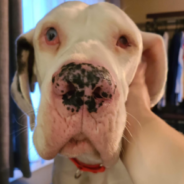 Dog Comforts Rescued Great Dane With Separation Anxiety