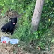 Dog Covered In Ticks And Left Tied To A Post Gets A New Chance At Life