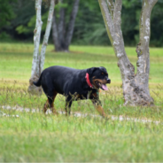 Dog Instinctively Walks Over To Comfort Stranger Who Just Lost His Dog