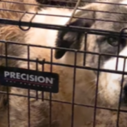 Dog Locked In Tiny Cage For Six Years Finally Gets A Chance At Freedom