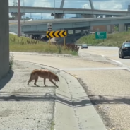 Dog Rescued From Busy Highway