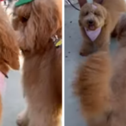 Dog Siblings Reunite And Instantly Recognize Each Other After A Year Apart