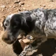 Dog Struggles To Feed Her Puppies After Being Abandoned