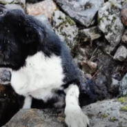 Dog That Was Buried Alive Gets Adopted By One Of His Rescuers