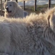 Dog To Be Honored At Funeral After Protecting Penguins For 10 Years