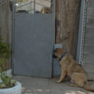 Dog Waits At The Gate After His Family Kicked Him Out Days Earlier