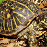 Dogs Help Researchers Find Endangered Turtles