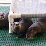 Florida Wildlife Center Looking For Volunteer Fishermen To Help Feed Orphaned Otters