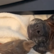 Gentle Dog Fosters Injured Bird After A Storm