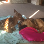 German Shepherd Cares For Orphaned Fawns