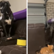 Giant Dog Refuses To Move After Being Cornered By Two Adorable Kittens