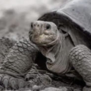 Giant Tortoise Thought Extinct For Over A Century Discovered On Galapagos Island