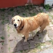 Golden Retriever Chases Owner Inside An Ambulance To The Hospital