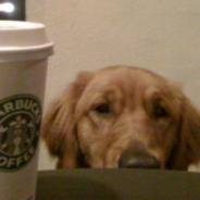 Golden Retriever Pouts In The Backseat After Not Getting A Puppuccino