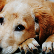 Golden Retriever Reunited With His Marine Mom