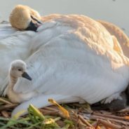 Grieving Papa Swan Parents His Babies Alone In Heartbreaking Viral Photo