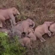 Herd of Elephants Caught Sleeping in Sweet Video Out of China