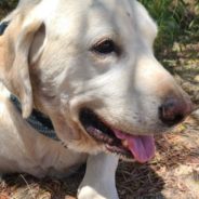 Heroic Dog Takes Rattlesnake Bite To Save Owner