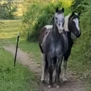 Horses Terrified Of A Small Bunny Refuse To Keep Walking