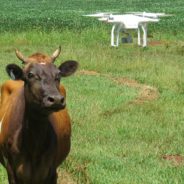 How Drones Scare Wildlife Away And Damage Critical Habitats