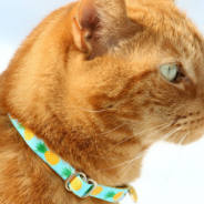 How To Avoid Cat Collar Injuries