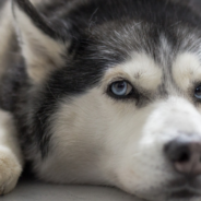 Husky And Owner Sing Duet Of ‘Sweet Child O’ Mine’