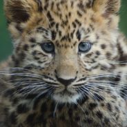 Join the Fight to Save the Rarest Leopard in the World